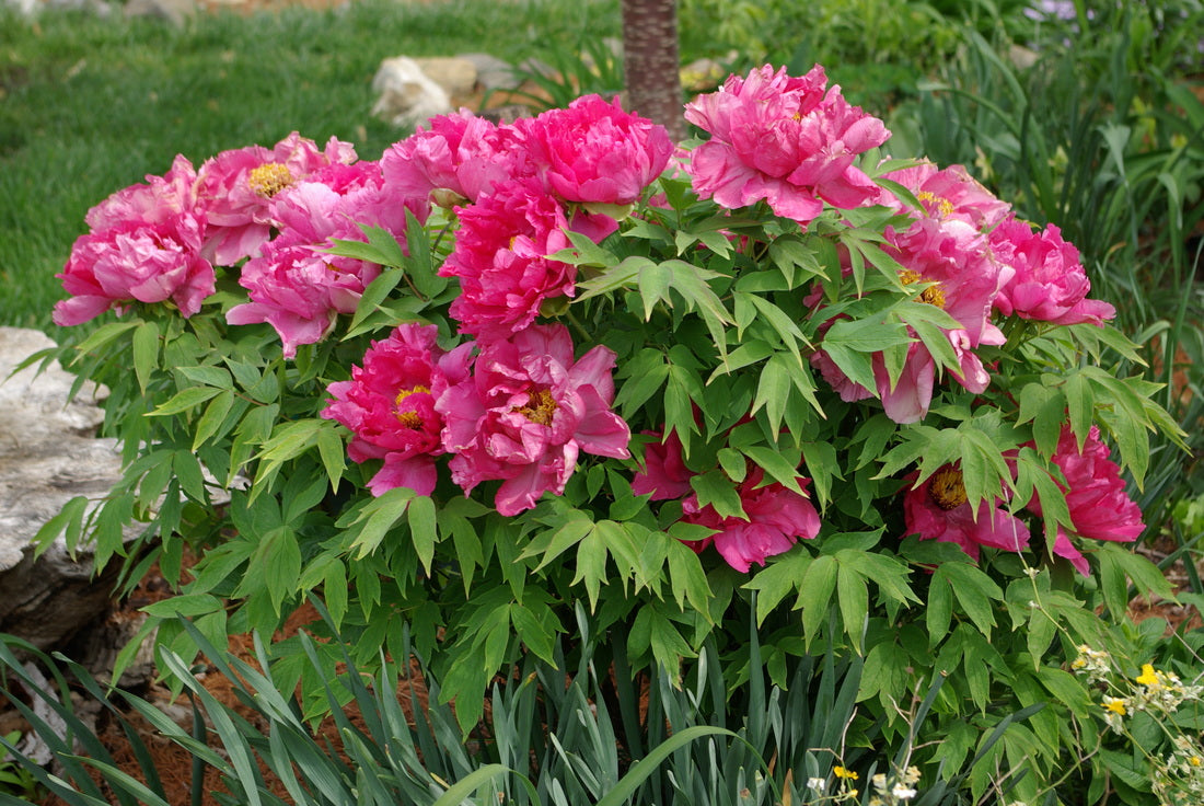 Peonia - Paeonia suffruticosa – El Nou Garden