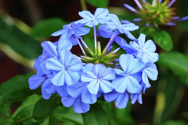 Jazmín azul - Plumbago auriculata – El Nou Garden