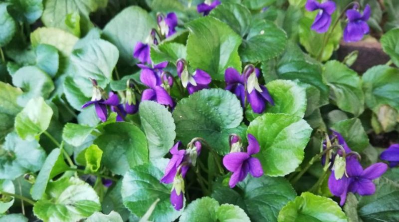 Violeta - Viola odorata – El Nou Garden