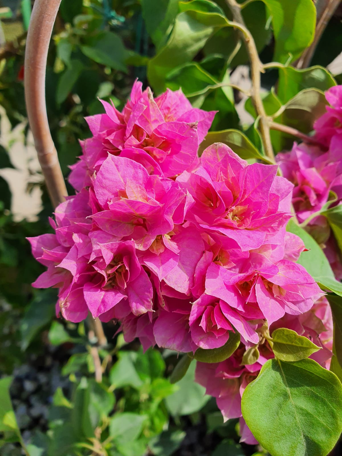 Buganvilla doble Dania rosa - Bougainvillea – El Nou Garden