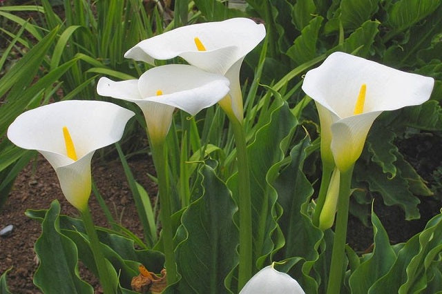 Lirio de agua - Zantedeschia aethiopica – El Nou Garden