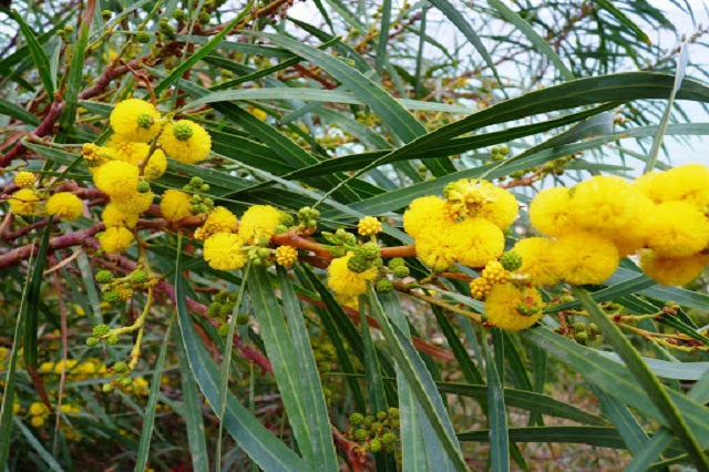 Acacia de hoja azul - Acacia saligna - Acacia cyanophylla -