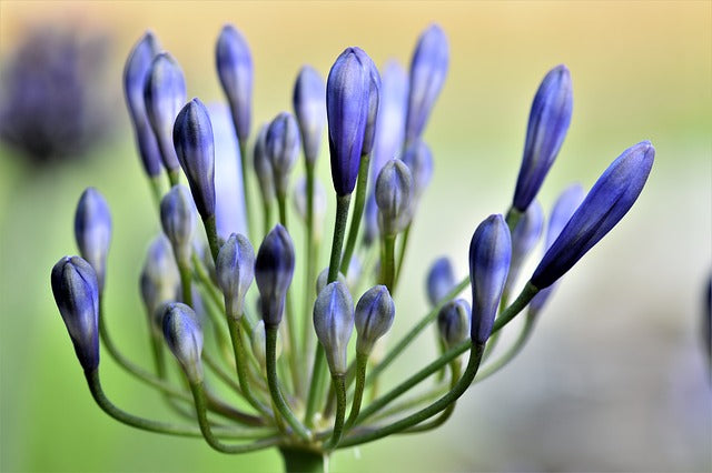 Agapanto Praecox - Agapanthus africanus Praecox – El Nou Garden