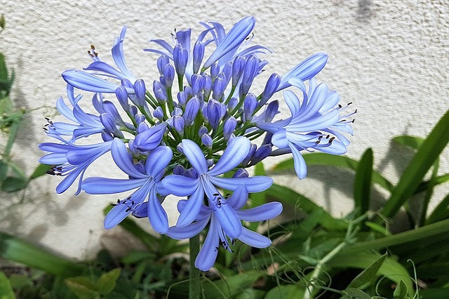 Agapanto - Agapanthus africanus – El Nou Garden