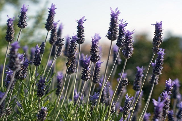 Alhucema Seren - Lavandula dentata – El Nou Garden