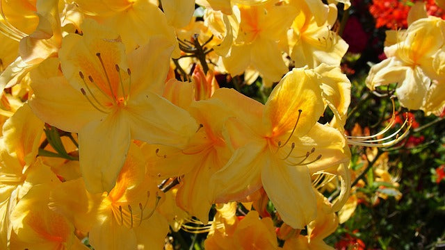 Azalea - Azalea japonica – El Nou Garden