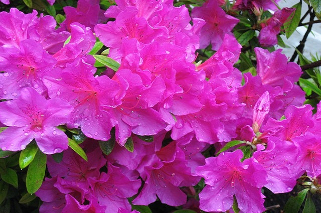 Azalea - Azalea japonica – El Nou Garden