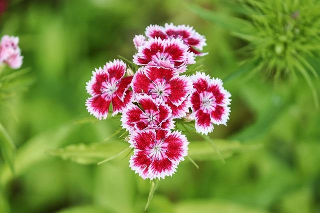 Clavel chino Telstar - Dianthus chinensis – El Nou Garden