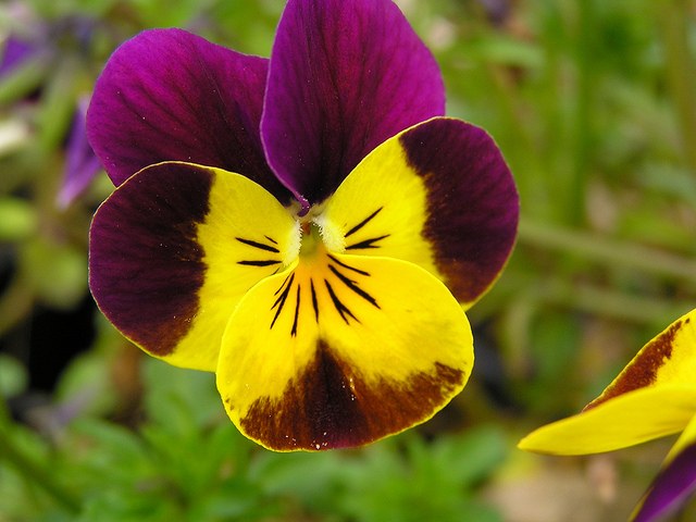 Pensamiento salvaje - Viola tricolor – El Nou Garden