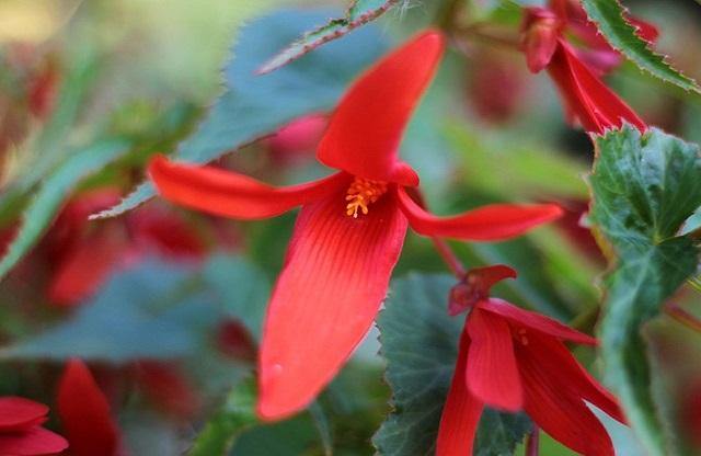 Begonia de Bolivia - Begonia boliviensis – El Nou Garden