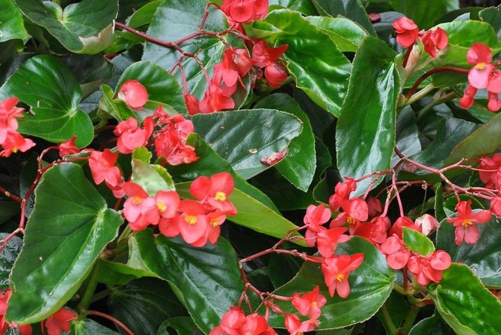 Begonia Dragon Wing - Begonia hybrida – El Nou Garden