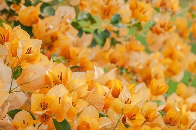 Buganvilla Gold - Bougainvillea – El Nou Garden