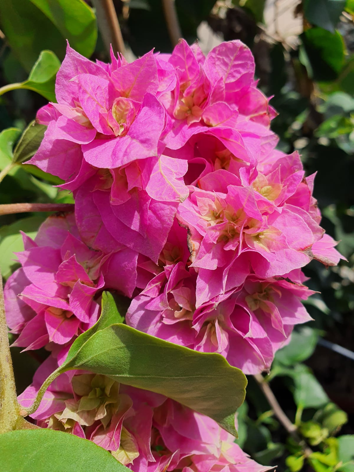 Buganvilla doble Dania rosa - Bougainvillea – El Nou Garden