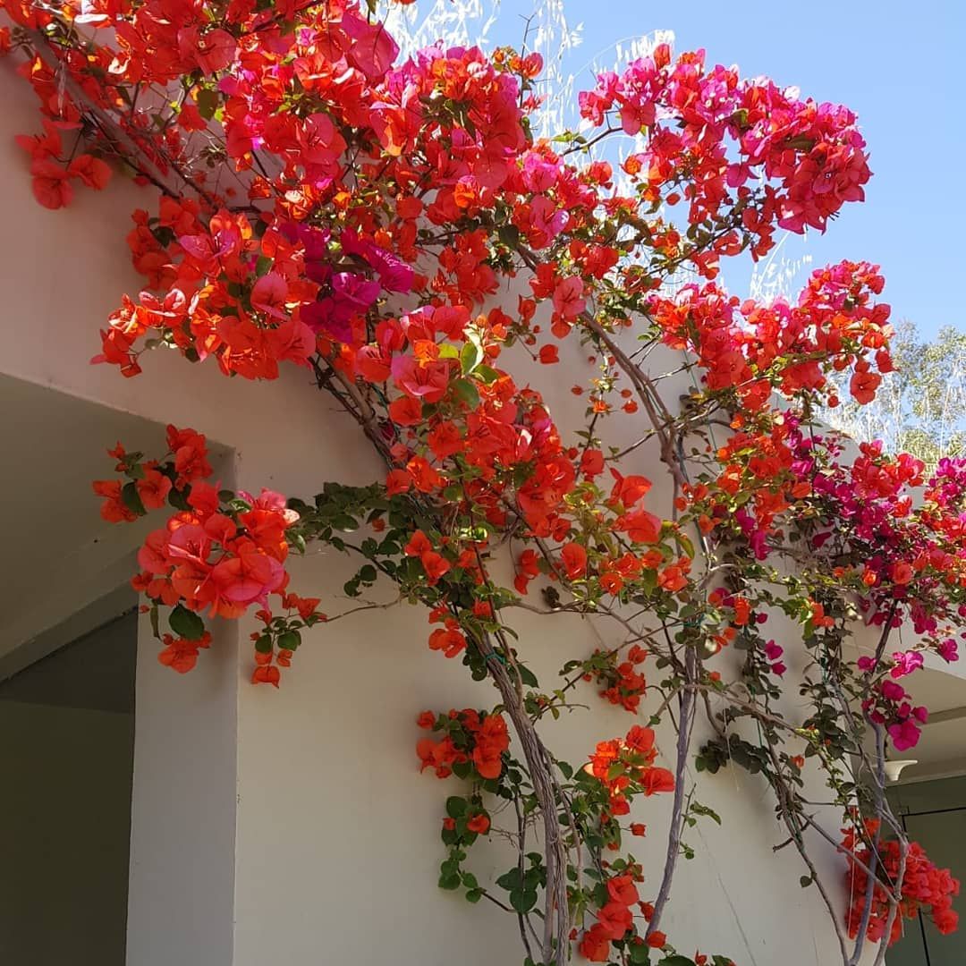 Buganvilla Orange Diamond - Bougainvillea – El Nou Garden