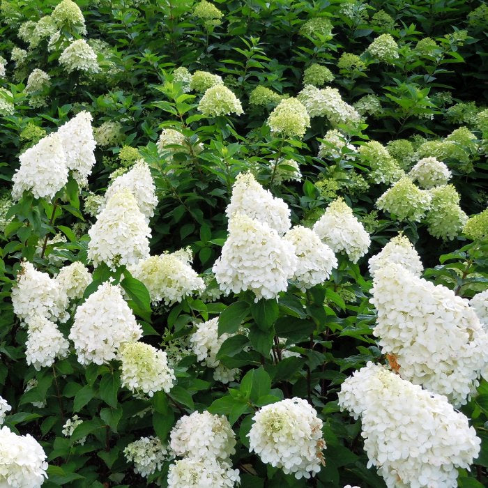 Hortensia paniculata Polar Bear - Hydrangea paniculata – El Nou Garden