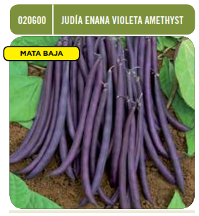 Judía enana violeta Amethyst - Phaseolus vulgaris - Semillas - Batlle – El  Nou Garden