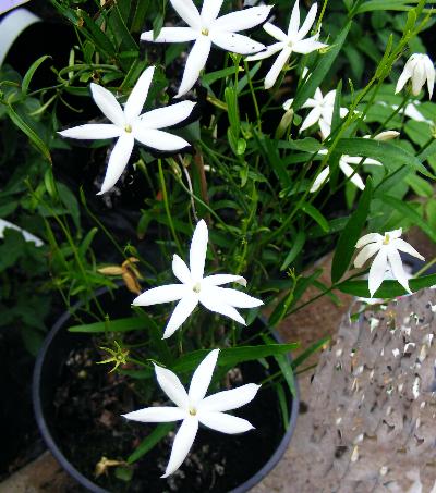 Jazmín de Australia - Jasminum simplicifolium – El Nou Garden