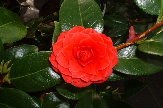 Camelia - Camellia japonica – El Nou Garden