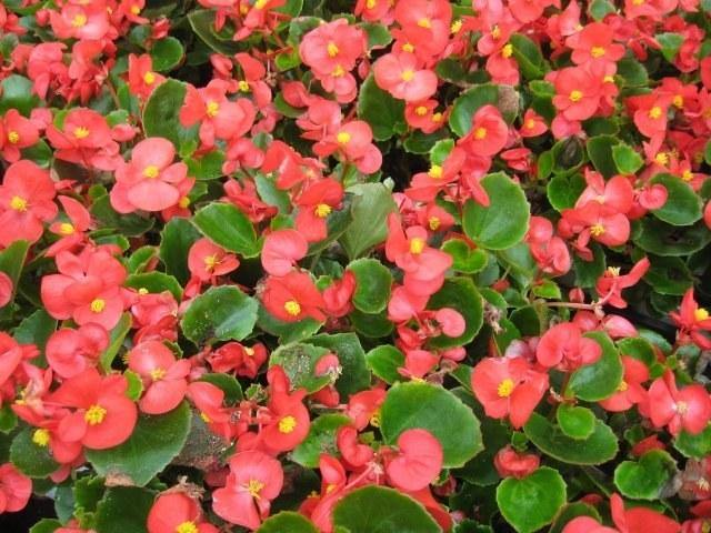 Begonia - Begonia semperflorens – El Nou Garden