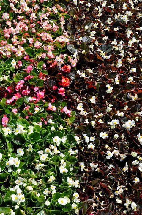 Begonia - Begonia semperflorens – El Nou Garden