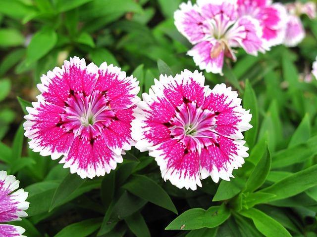 Clavel chino Telstar - Dianthus chinensis Telstar 11 cm - Pack 15 unid – El  Nou Garden