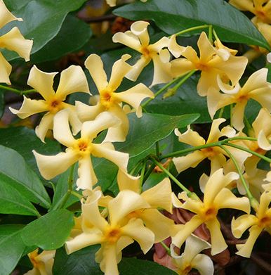 Jazmín estrella Star of Toscane - Trachelospermum jasminoides – El Nou  Garden