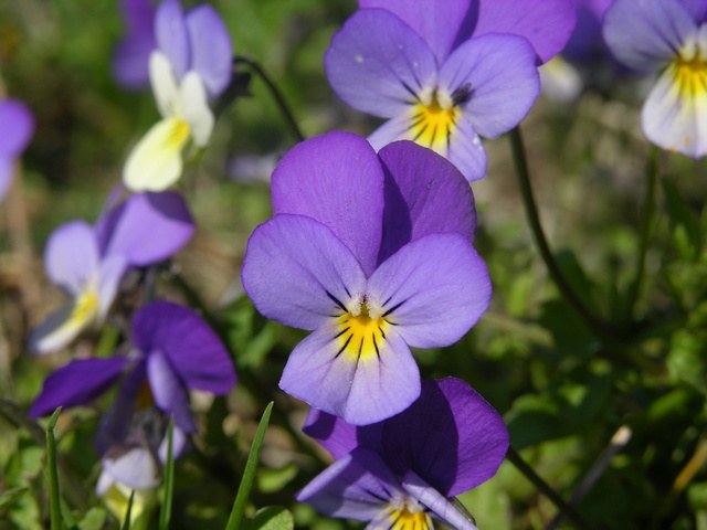 Pensamiento salvaje - Viola tricolor – El Nou Garden