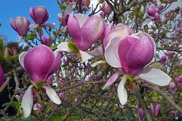 Magnolia de hoja caduca Rustica Rubra - Magnolia soulangeana – El Nou Garden