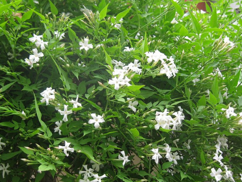 Jazmín real - Jasminum grandiflorum – El Nou Garden