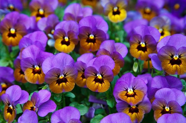 Pensamiento salvaje - Viola tricolor – El Nou Garden