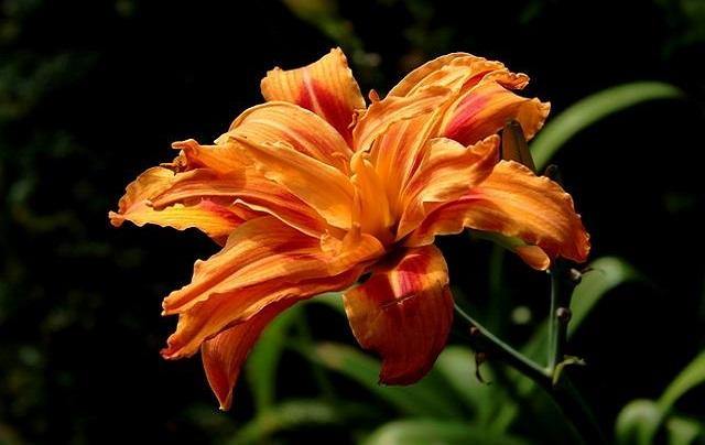 Azucena anteada - Hemerocallis fulva – El Nou Garden