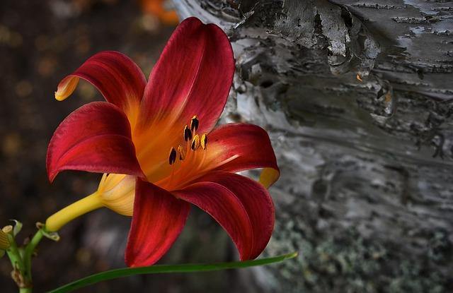 Azucena anteada - Hemerocallis fulva – El Nou Garden