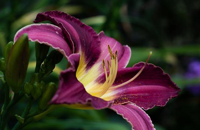 Azucena anteada - Hemerocallis fulva – El Nou Garden