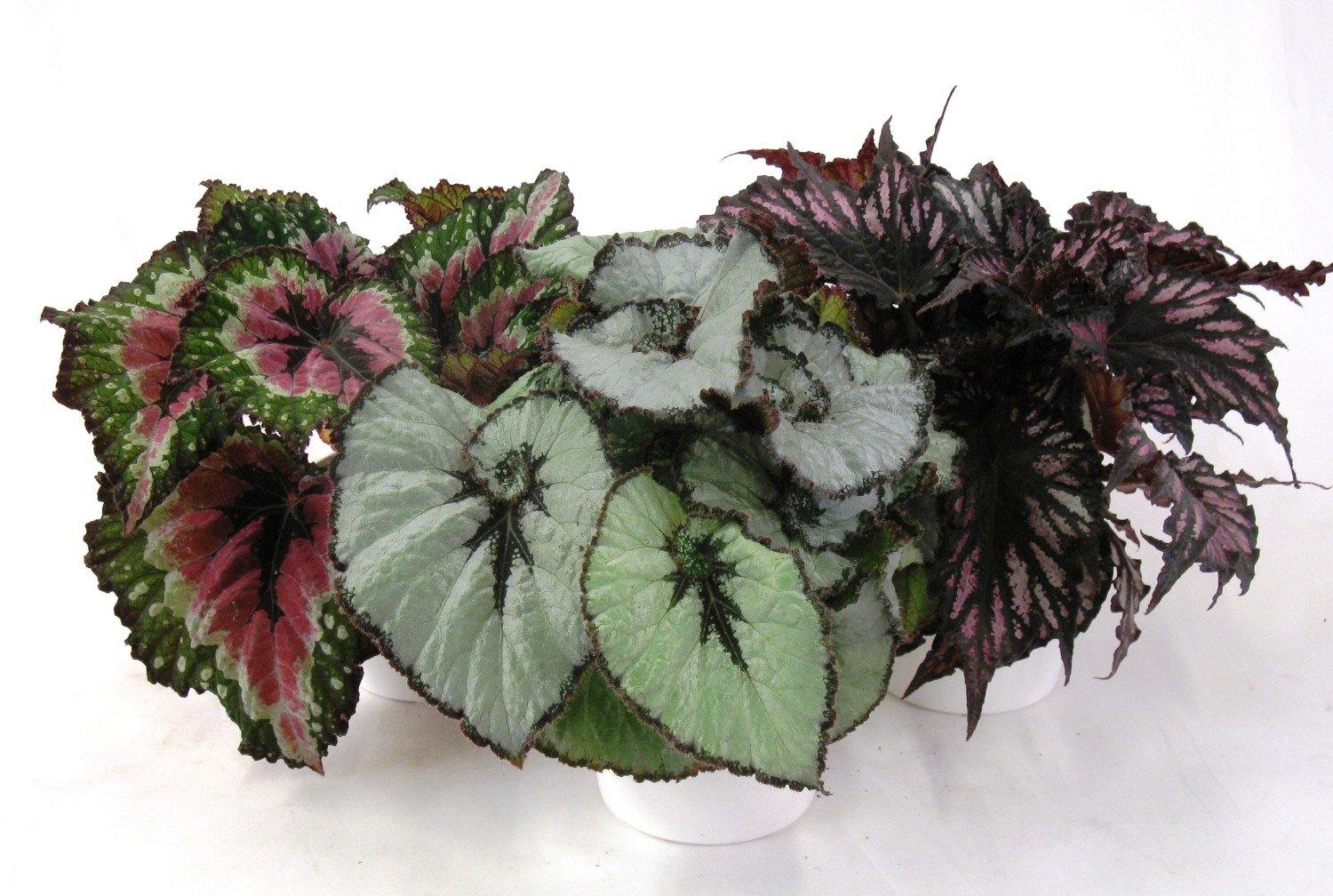 Begonia de hoja Beleaf – El Nou Garden