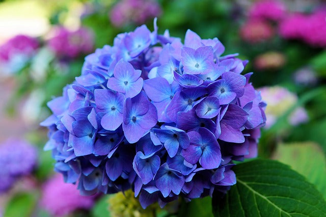 Hortensia - Hydrangea macrophylla – El Nou Garden