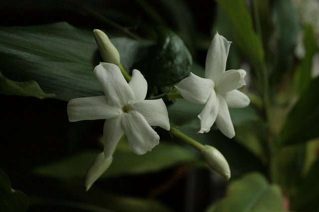 Jazmín de Arabia - Jasminum sambac – El Nou Garden