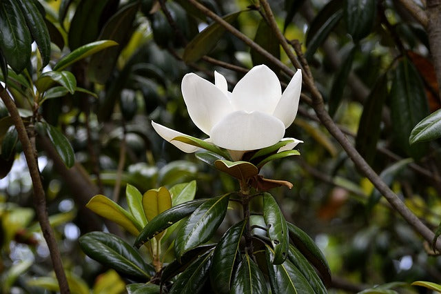 Magnolia común Le Nantais - Magnolia grandiflora – El Nou Garden