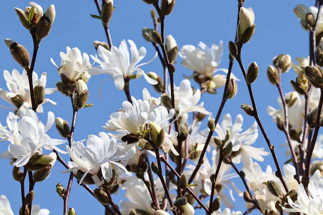 Magnolia estrellada - Magnolia stellata kobus – El Nou Garden