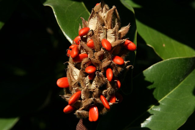 Magnolia común Compacta - Magnolia grandiflora – El Nou Garden