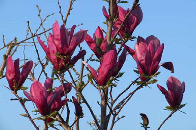 Árboles de flores azules o lilas – El Nou Garden