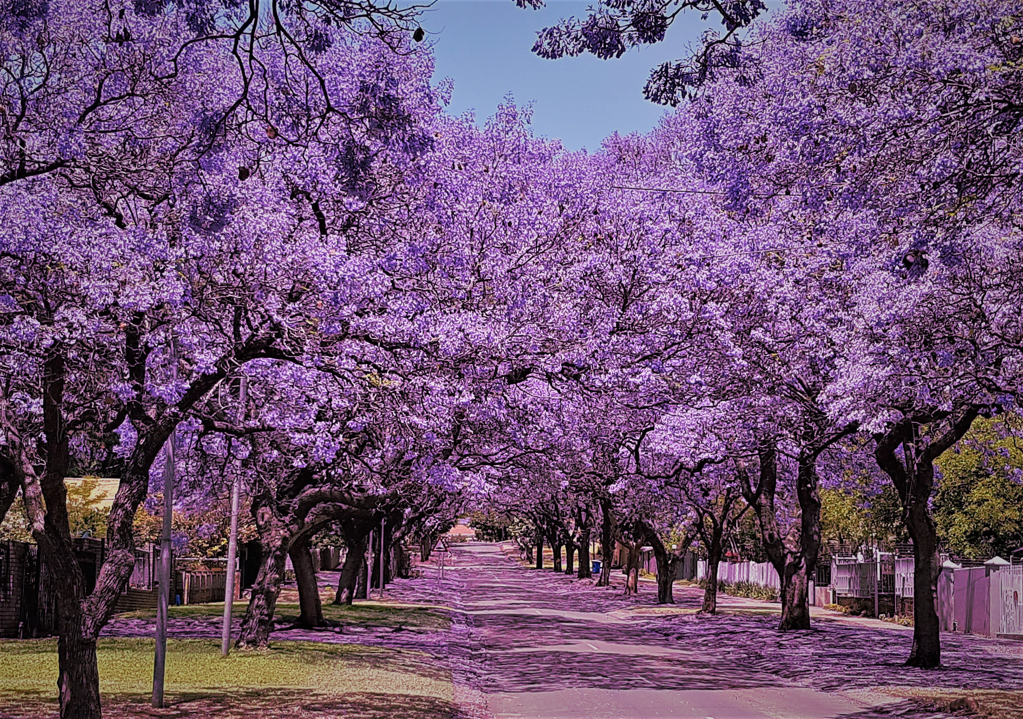 Jacaranda - Jacaranda mimosifolia - Flamboyant azul – El Nou Garden