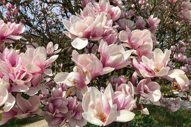 Magnolia de hoja caduca Rosa - Magnolia soulangeana – El Nou Garden