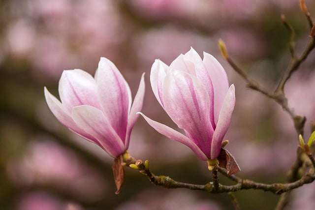 Magnolia de hoja caduca - Magnolia soulangeana - Magnolio chino – El Nou  Garden