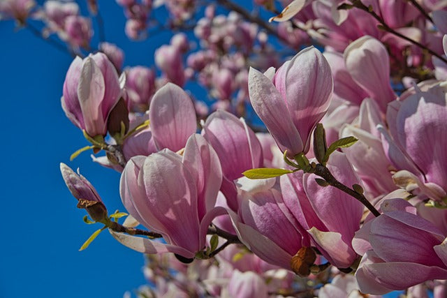 Magnolia de hoja caduca - Magnolia soulangeana - Magnolio chino – El Nou  Garden