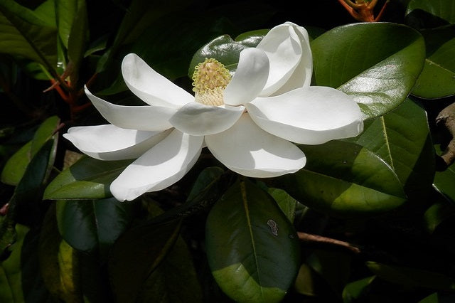 Magnolia común Compacta - Magnolia grandiflora – El Nou Garden