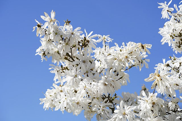 Magnolia estrellada - Magnolia stellata kobus – El Nou Garden