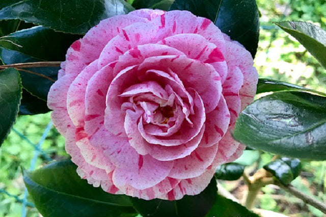 Camelia - Camellia japonica – El Nou Garden