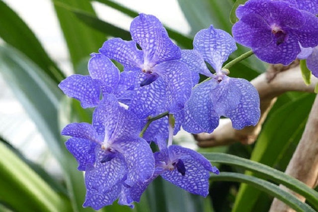 Vanda orquidea – El Nou Garden