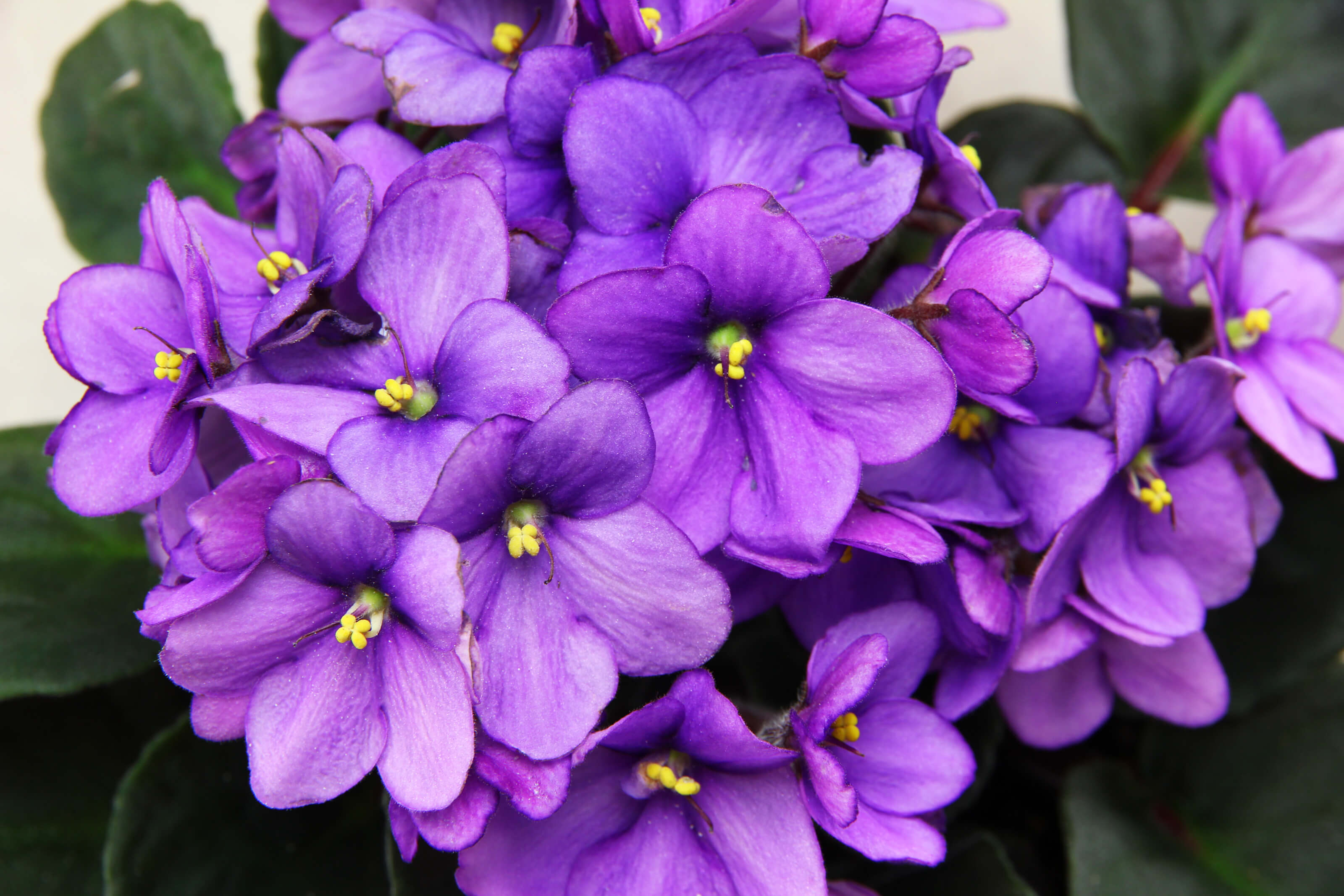 Saintpaulia - Violeta africana - Saintpaulia ionantha – El Nou Garden