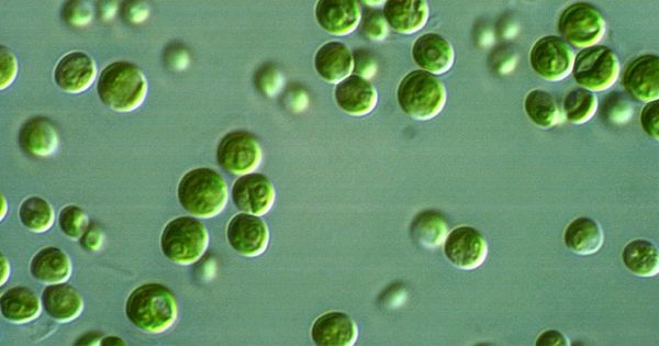 Algae can offer many potential benefits for our health and the environment. Discover the most interesting facts about algae that you didn’t know.